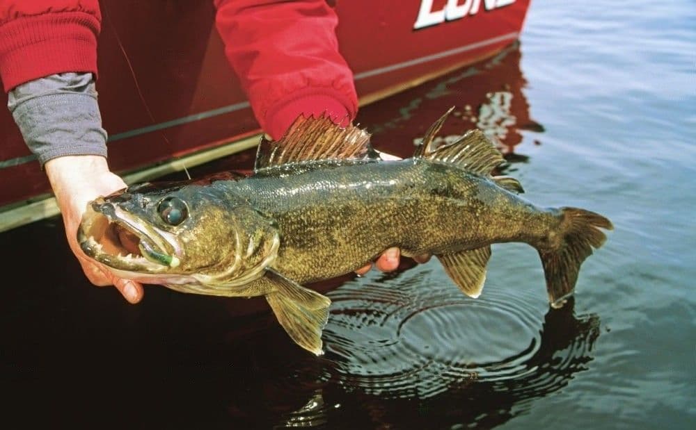 walleye fishing