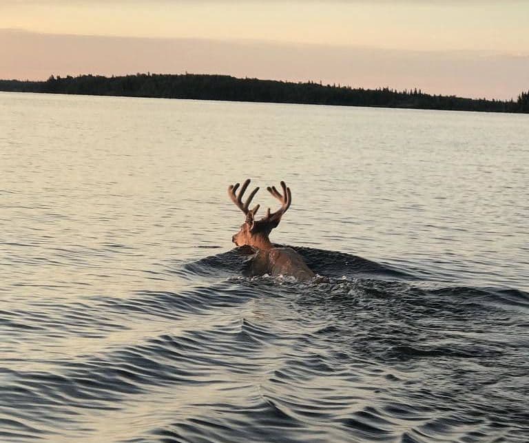 deer swimming in lake