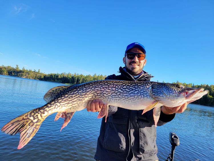 How big do Northern Pike get? | World Class Fishing Resorts