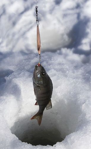 Ice Jigging Techniques on Frozen Lakes | World Class Fishing Resorts