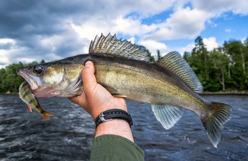 Unveiling the Secrets of Trophy Walleye Fishing | World Class Fishing ...